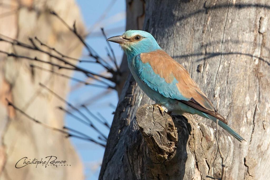 L'Oiseau Bleu Suite Merle Bleu Roubia Buitenkant foto